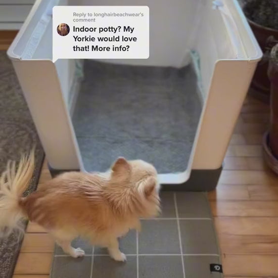 Traversine usa e getta per cani - vista principale

